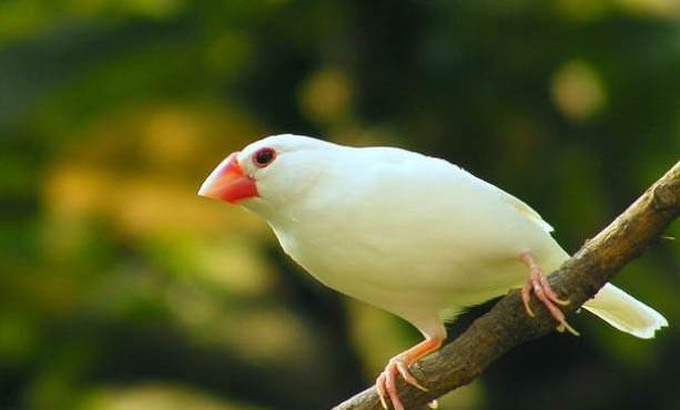 白文鳥可以吃不帶殼小米嗎