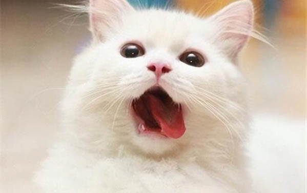 小貓死后怎么處理