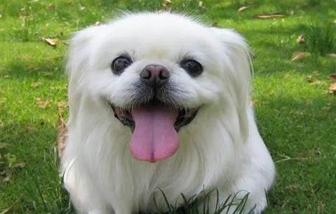 北京犬感冒會一直吐舌頭嗎