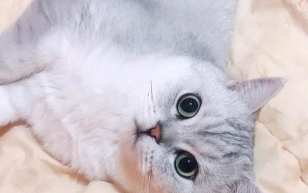 小貓貓?zhí)\初期癥狀