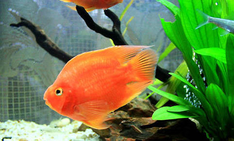 三種對(duì)水質(zhì)要求不高的魚(yú)