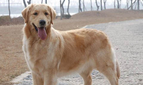 金毛犬和貴賓犬哪個貴