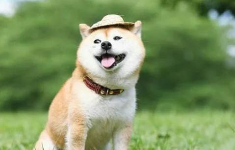柴犬喂多少一天喂幾次