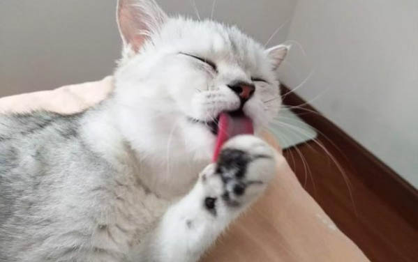 小貓反復拉稀怎么辦？