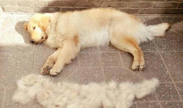 為什么狗狗會哮喘呢怎么辦