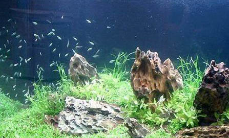 1米5魚(yú)缸用多少氧氣泵