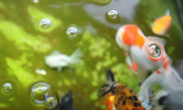 養(yǎng)銀龍魚合適的魚缸尺寸