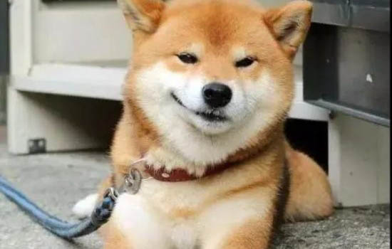 柴犬和哈士奇哪個好養