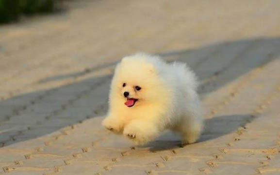 博美犬老是咳嗽卡卡怎么回事