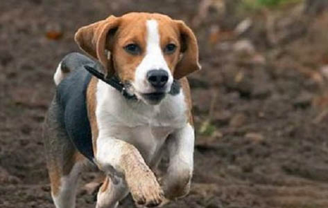 比格犬多少歲不能打疫苗了