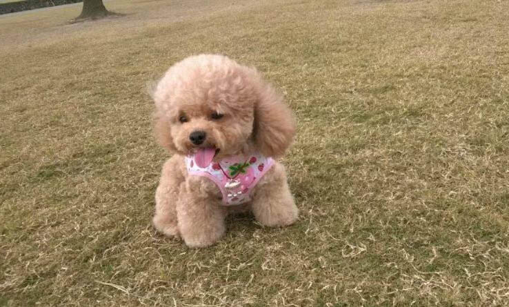 小型犬什么好養