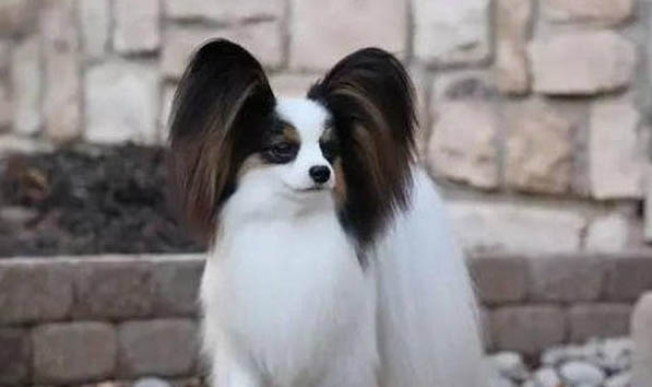 蝴蝶犬要多少錢一只