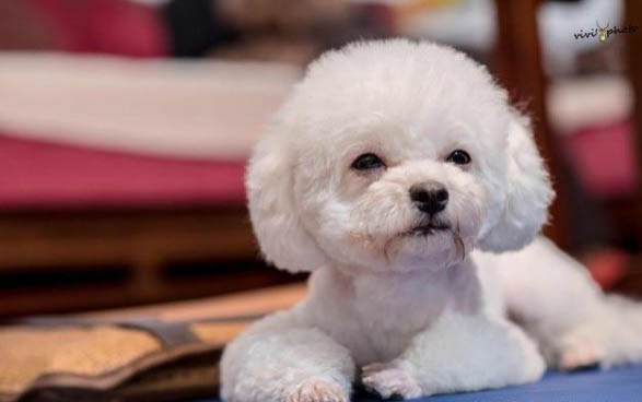 狗狗和豬的智商誰高?