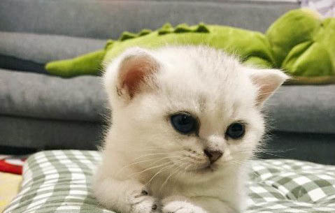 小貓咪突然吐黃水怎么辦