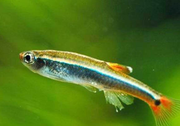 魚(yú)籽怎么做給貓吃