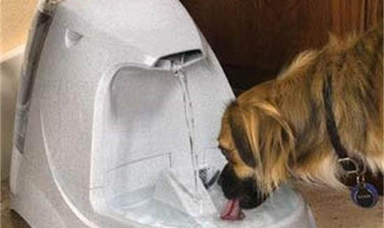 狗狗打完狂犬疫苗多久可以洗澡