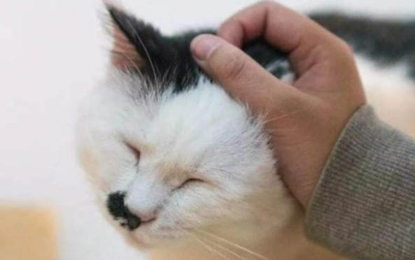 兩個月小貓太臟了怎么辦