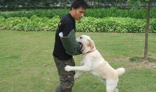 狗生死胎的四種原因及處理方法
