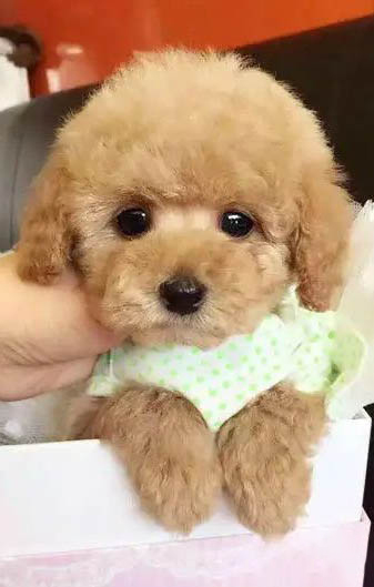 狗狗為什么能預防癲癇發生