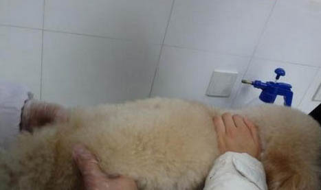 什么狗狗不掉毛沒體味