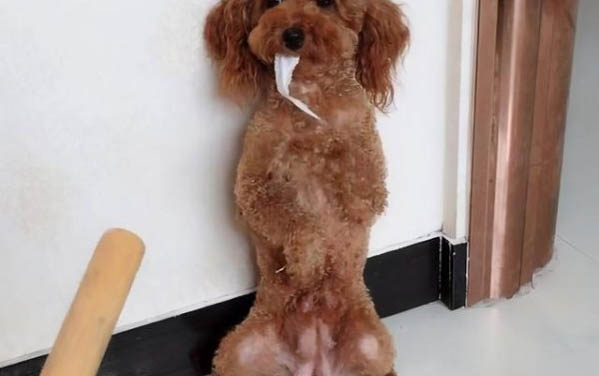 狗狗四腳朝天扭動的原因及處理方法