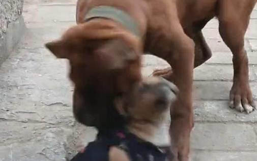 十大狗狗顏值排名
