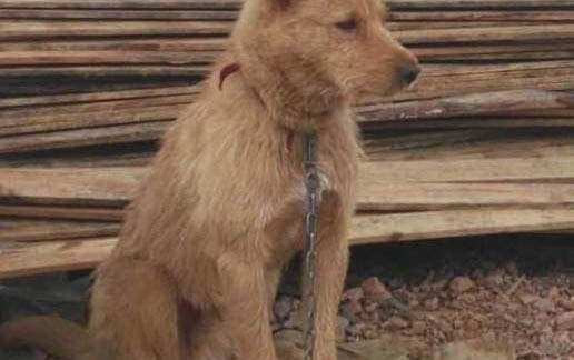 狗狗在多大可以訓練定點大小便