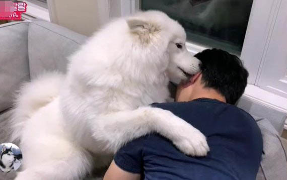 薩摩耶犬哪里有賣