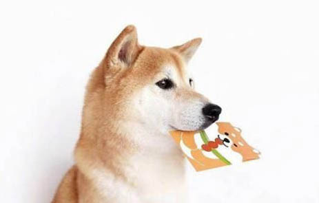 日本柴犬狗糧怎么選