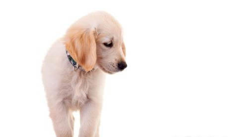 純種拉布拉多犬特征