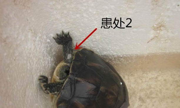 中華花龜公母能一起養嗎