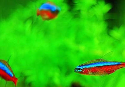 怎么判斷鳳尾魚要生了