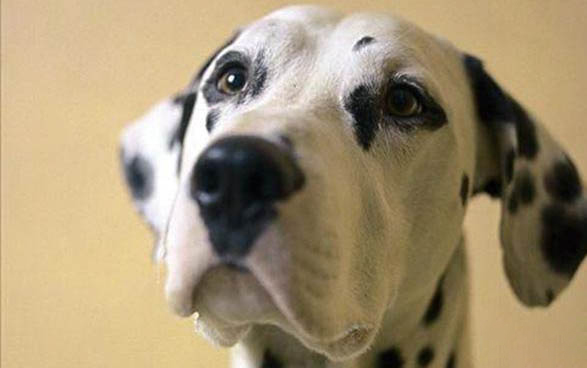 愛爾蘭塞特犬吃多了拉稀怎么辦