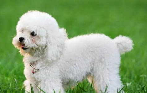 狗狗神經(jīng)性犬瘟抽搐吃什么藥