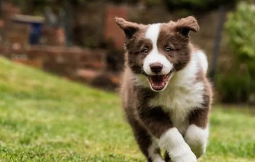 邊境牧羊犬的訓練方法