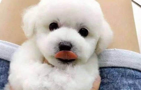 狗狗突然撓耳朵有時候還甩一甩