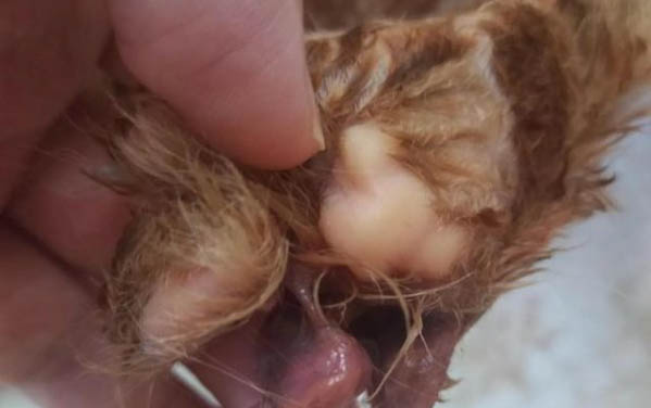 貓咪如果不做絕育會怎么樣
