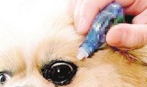 狗狗得了狂犬病能活多久