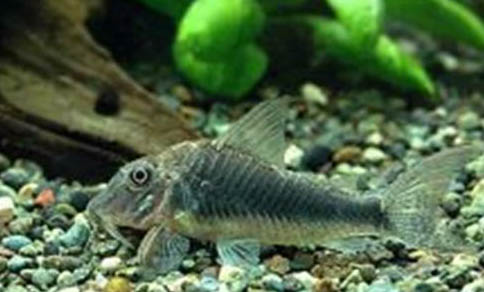 五間鳉魚好養(yǎng)嗎