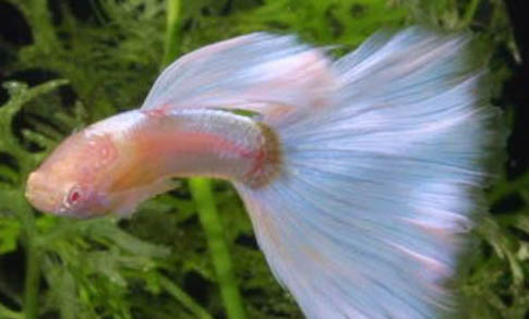 孔雀魚(yú)可以公母分開(kāi)養(yǎng)嗎