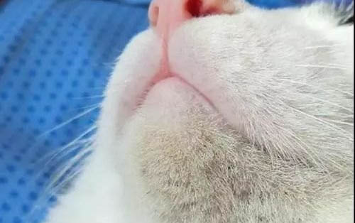 貓咪吃什么食物比較好？