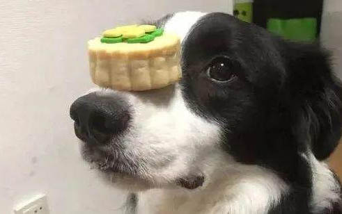 如何檢查狗狗體內有沒有球蟲