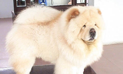 松獅犬可以吃人類的什么食物