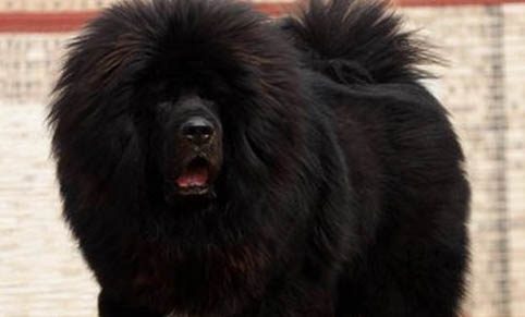 廣州什么地方有賣(mài)藏獒那雪獒多少錢(qián)一只純種