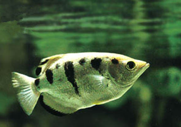 射水魚混養