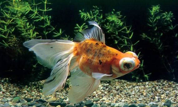 草金魚冬天需要加溫嗎