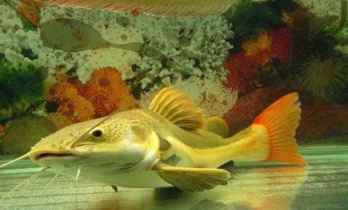 觀賞魚拒食的原因及處理方法