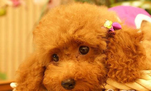如何選購貴賓犬