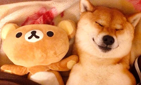 寵物柴犬會咬人嗎？