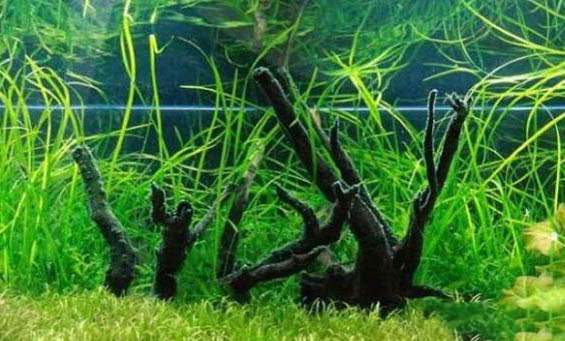 黑坑釣青魚用什么餌料最好?